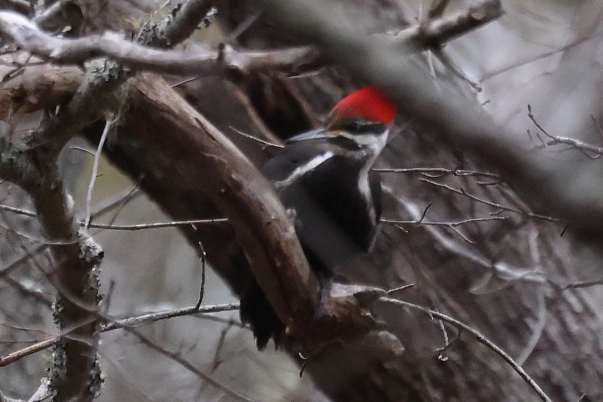 Pileated Woodpecker - ML629722383