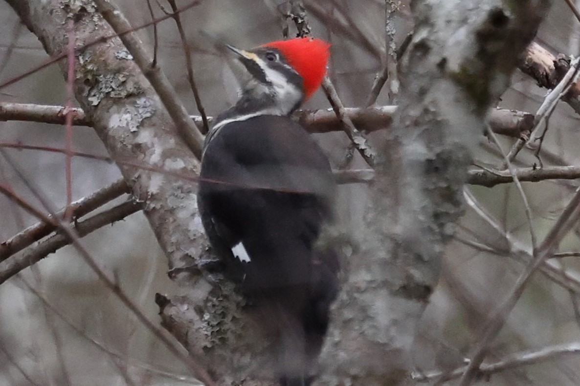 Pileated Woodpecker - ML629722384