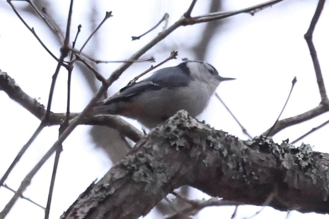 White-breasted Nuthatch - ML629722400