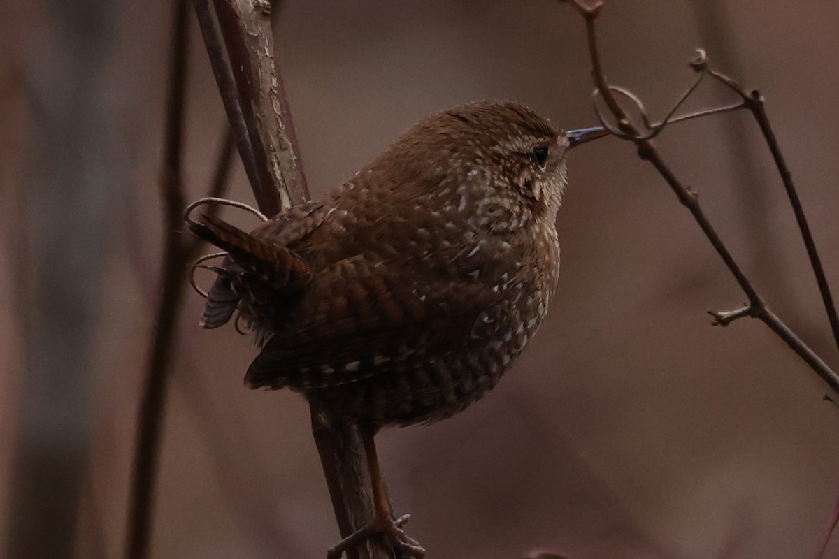 Winter Wren - ML629722420