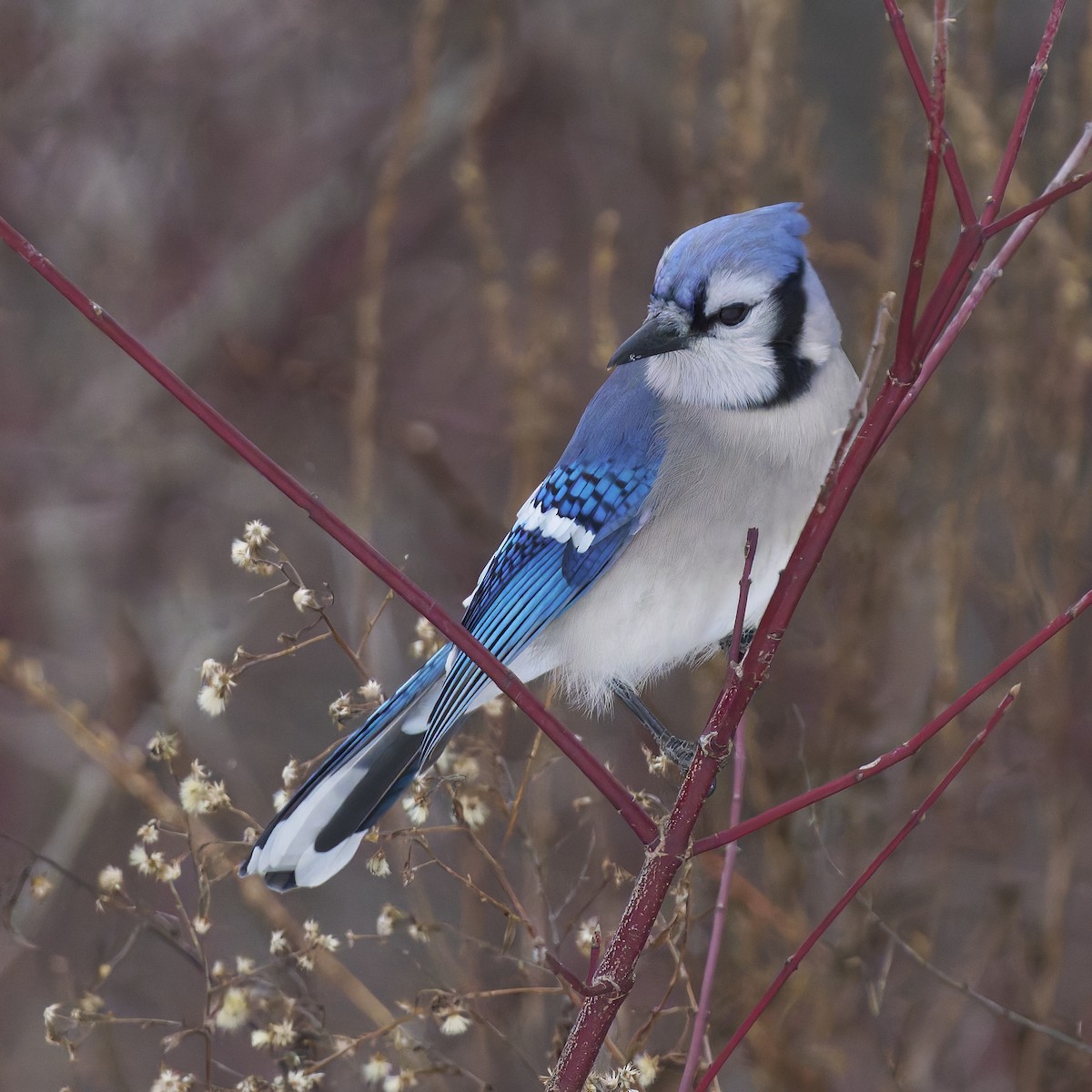 Blue Jay - ML629722621