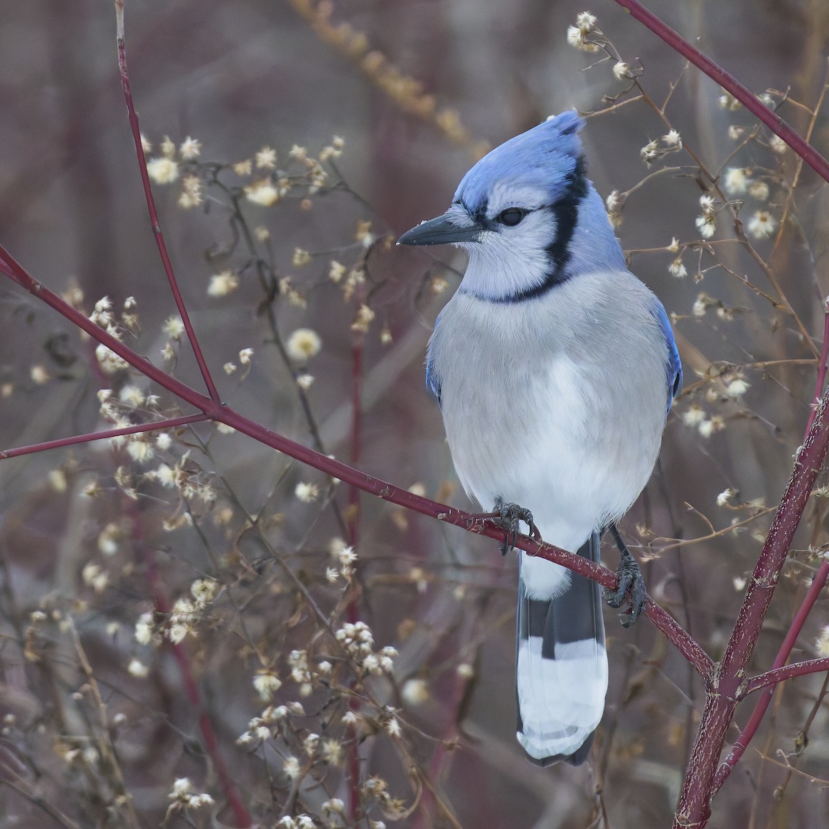 Blue Jay - ML629722622