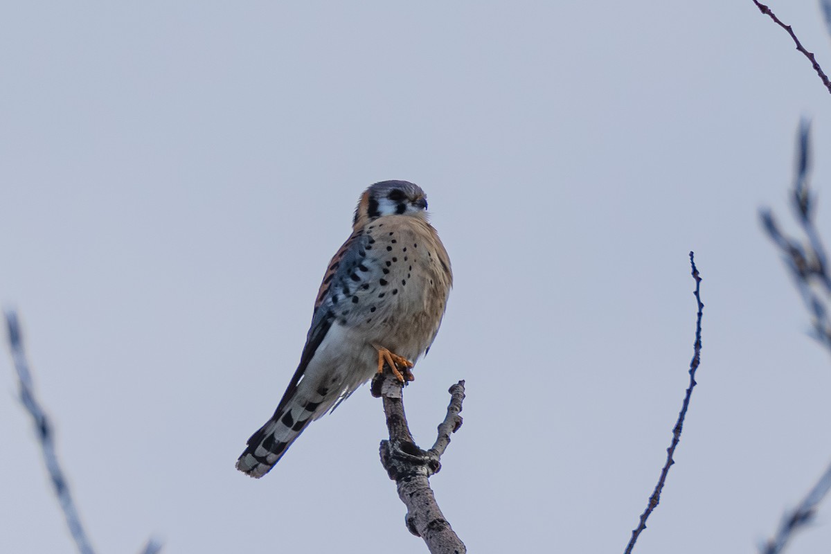American Kestrel - ML629722637