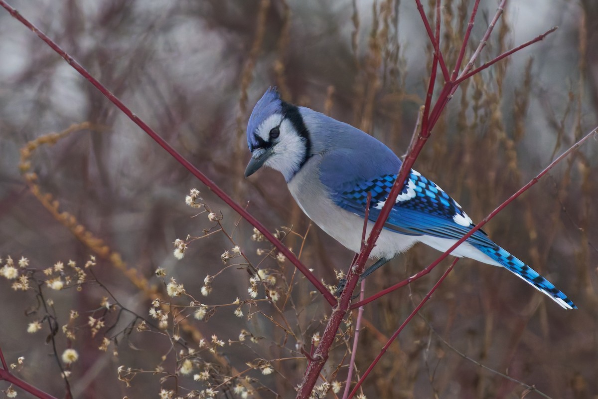 Blue Jay - ML629722642