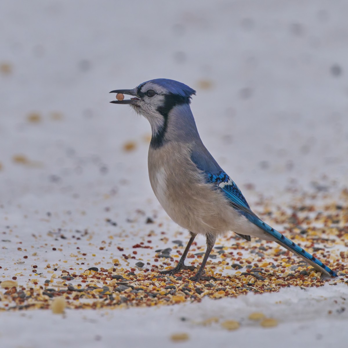Blue Jay - ML629722649