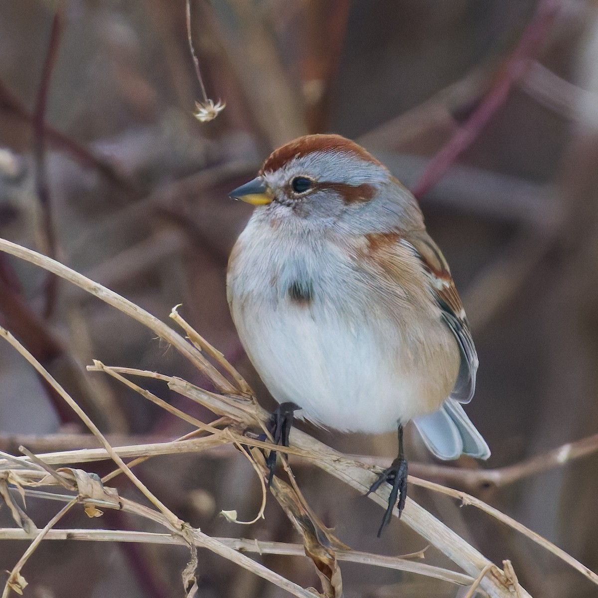 American Tree Sparrow - ML629722661