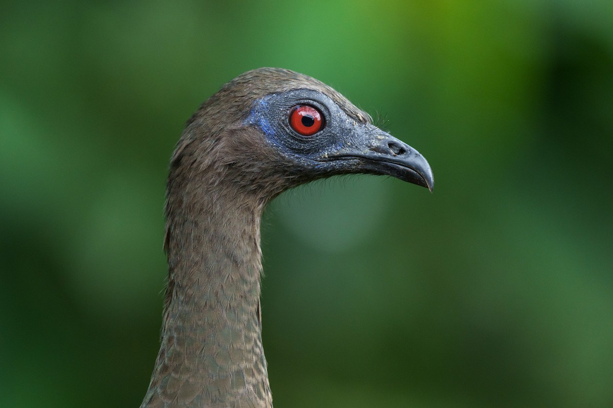 Sickle-winged Guan - ML629722667