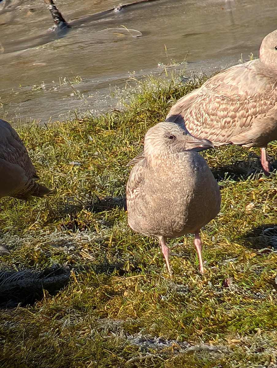 American Herring Gull - ML629722843