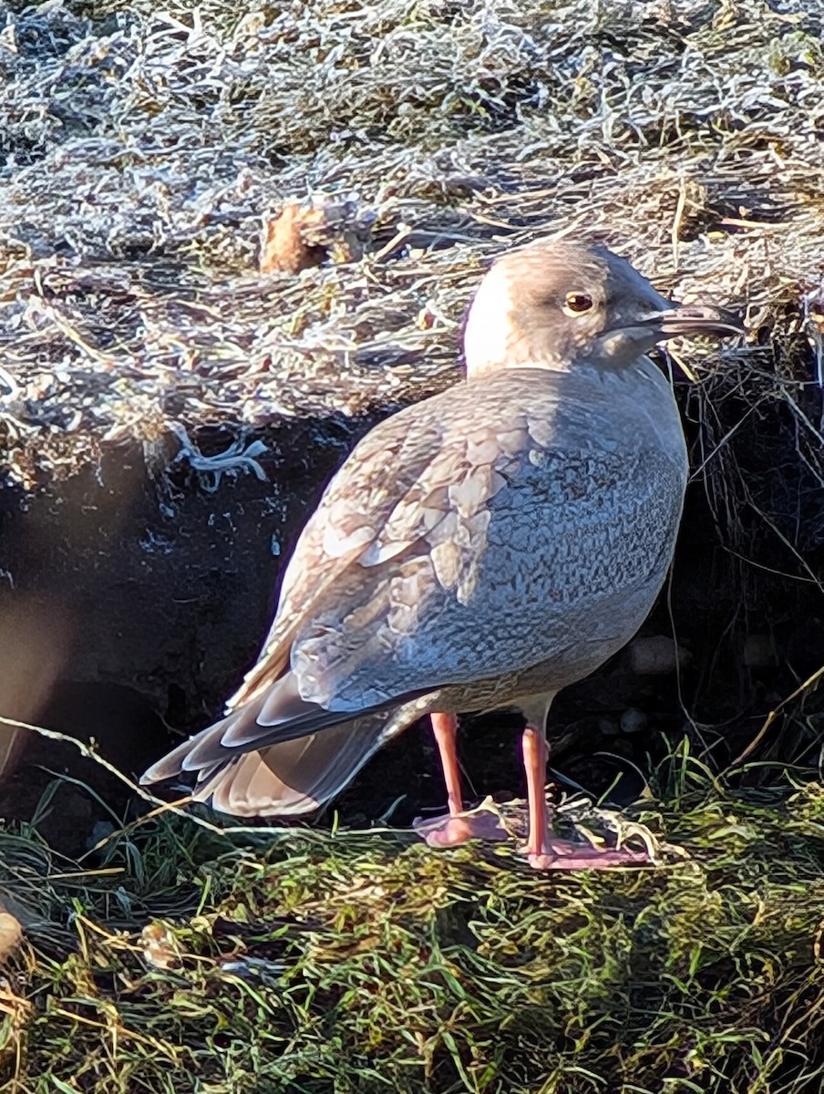 Iceland Gull (Thayer's) - ML629722884
