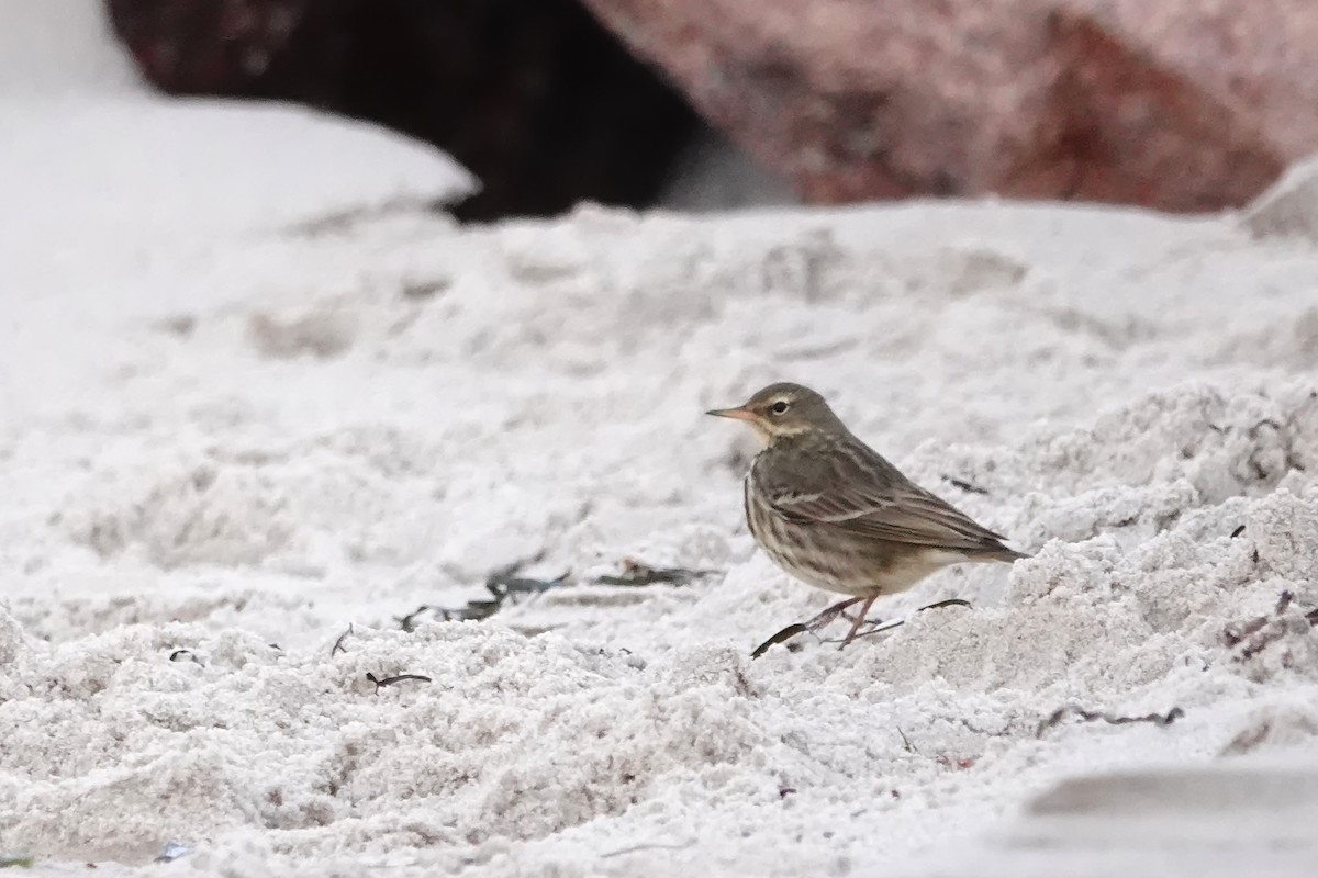 Pipit maritime - ML629722891