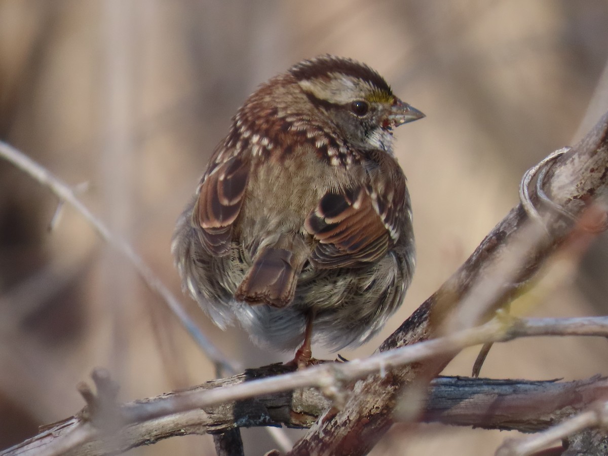 White-throated Sparrow - ML629723009