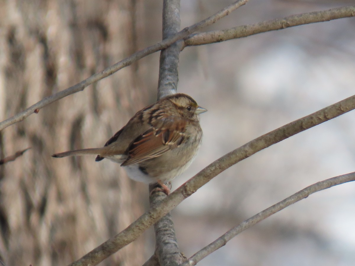 White-throated Sparrow - ML629723010