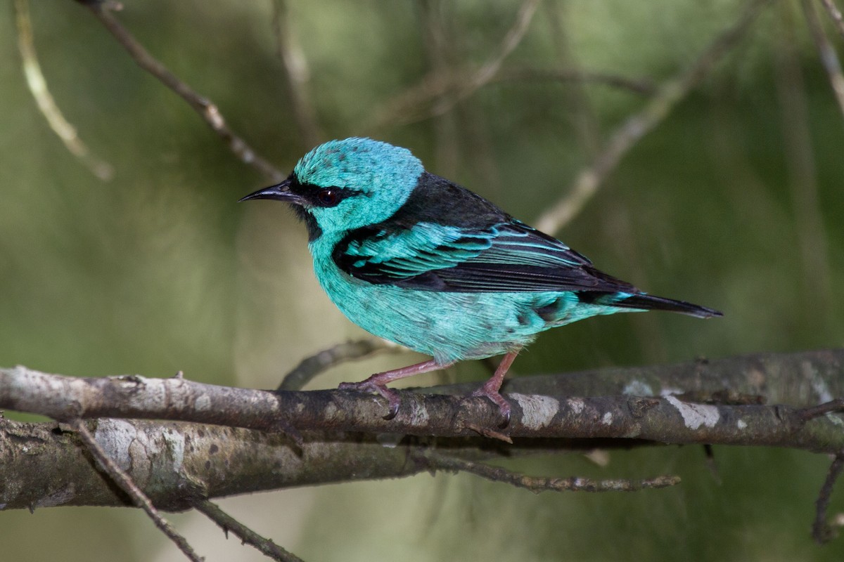 Blue Dacnis - ML629723085