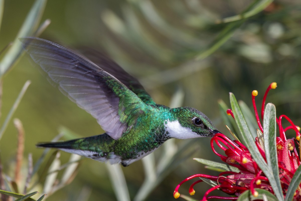 White-throated Hummingbird - ML629723185