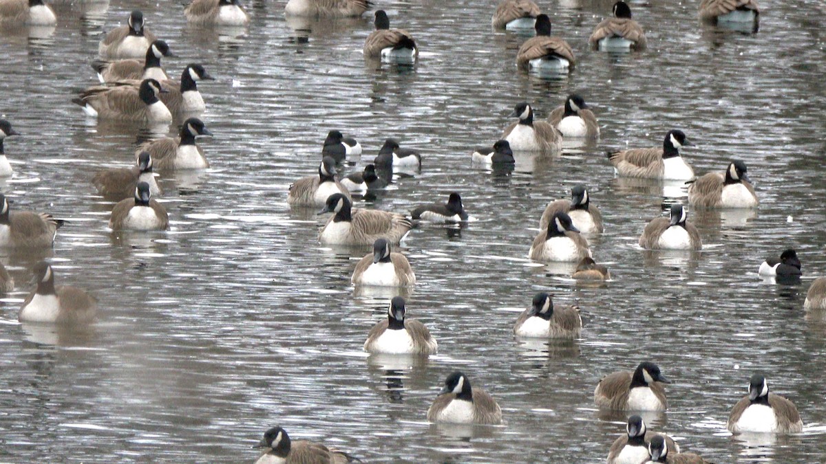 Ring-necked Duck - ML629723741