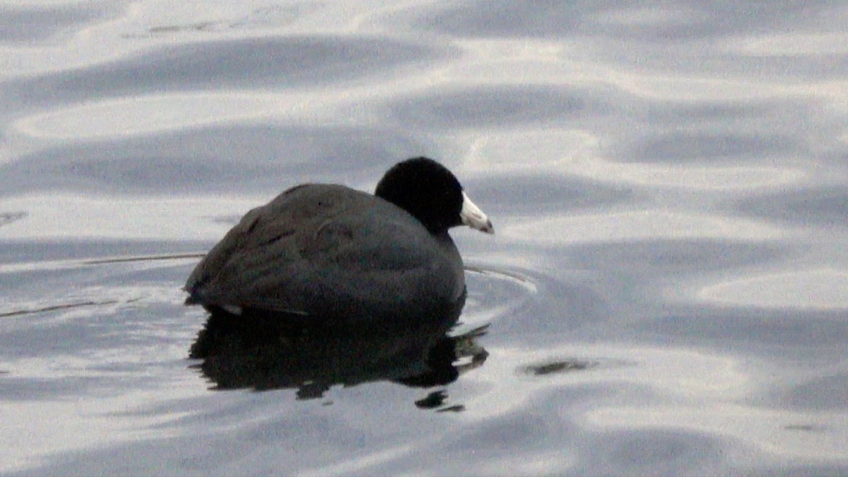 American Coot - ML629723753
