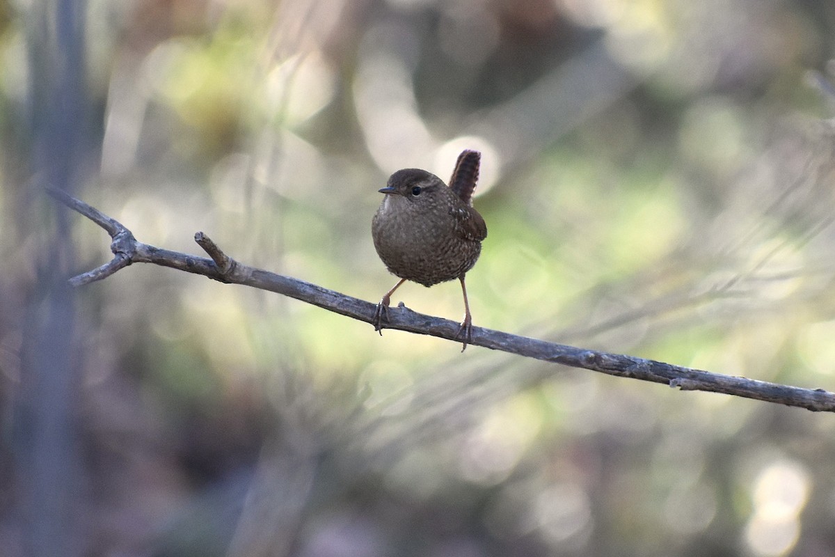 Winter Wren - ML629723920