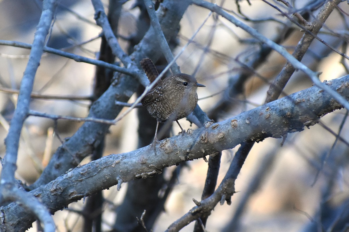 Winter Wren - ML629723921