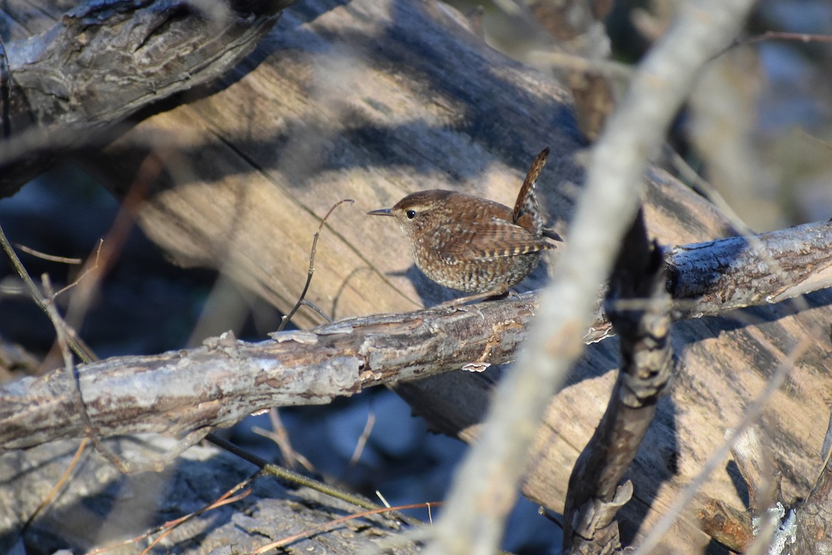 Winter Wren - ML629723922