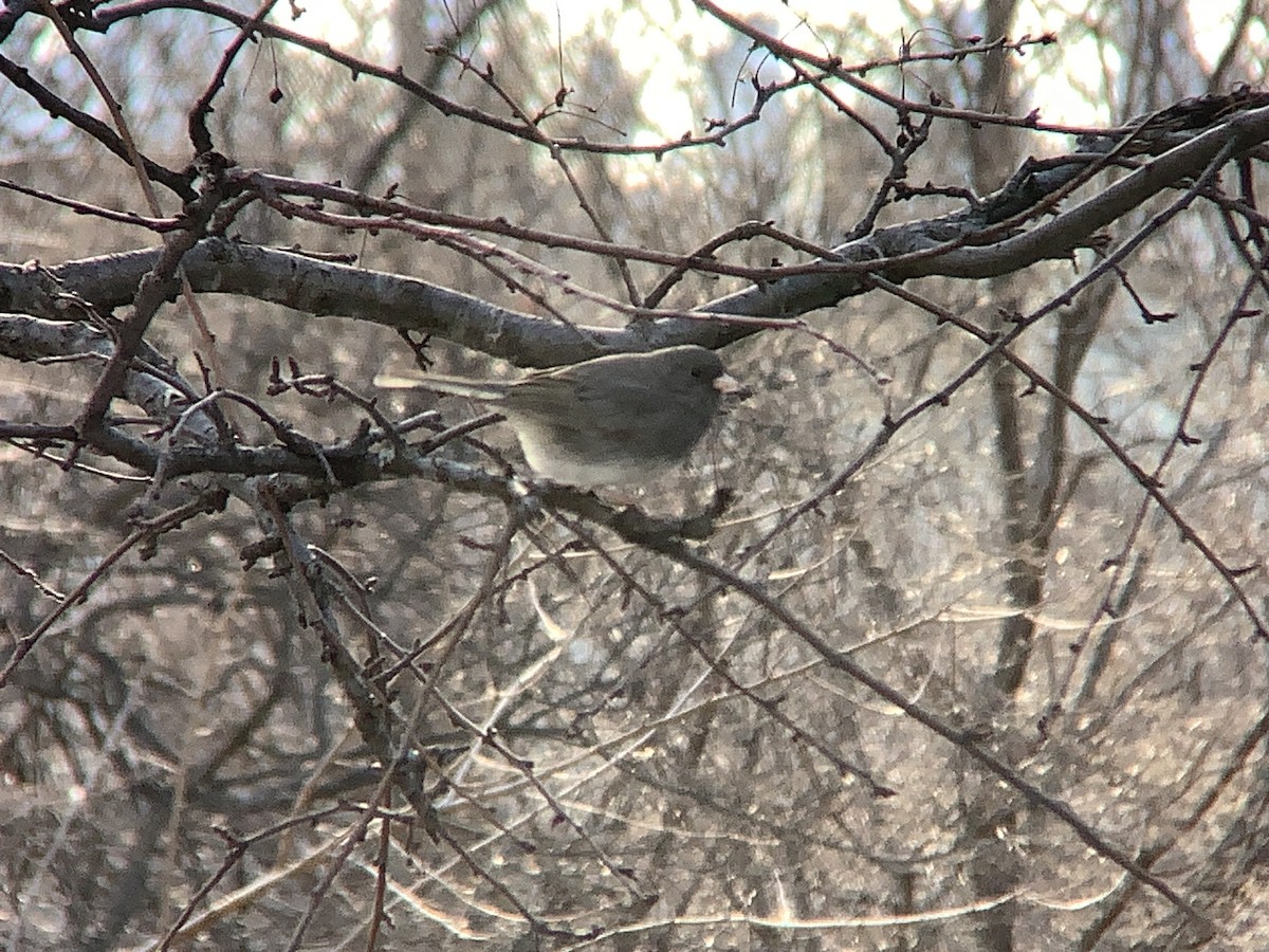 Dark-eyed Junco - ML629723995