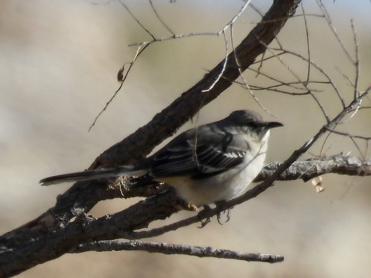 Northern Mockingbird - ML629724142