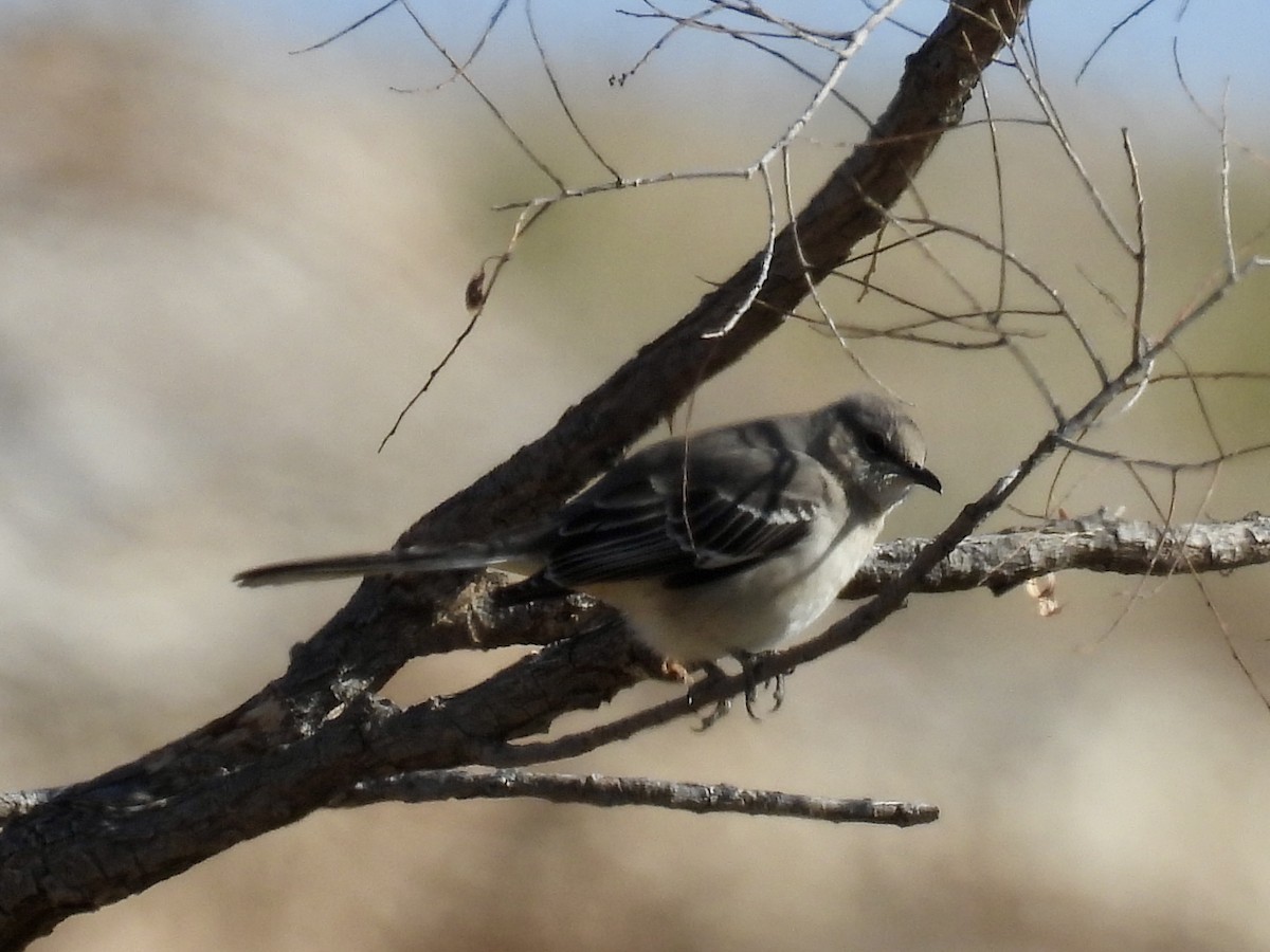 Northern Mockingbird - ML629724143
