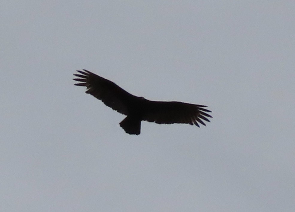 Black Vulture - ML629724173