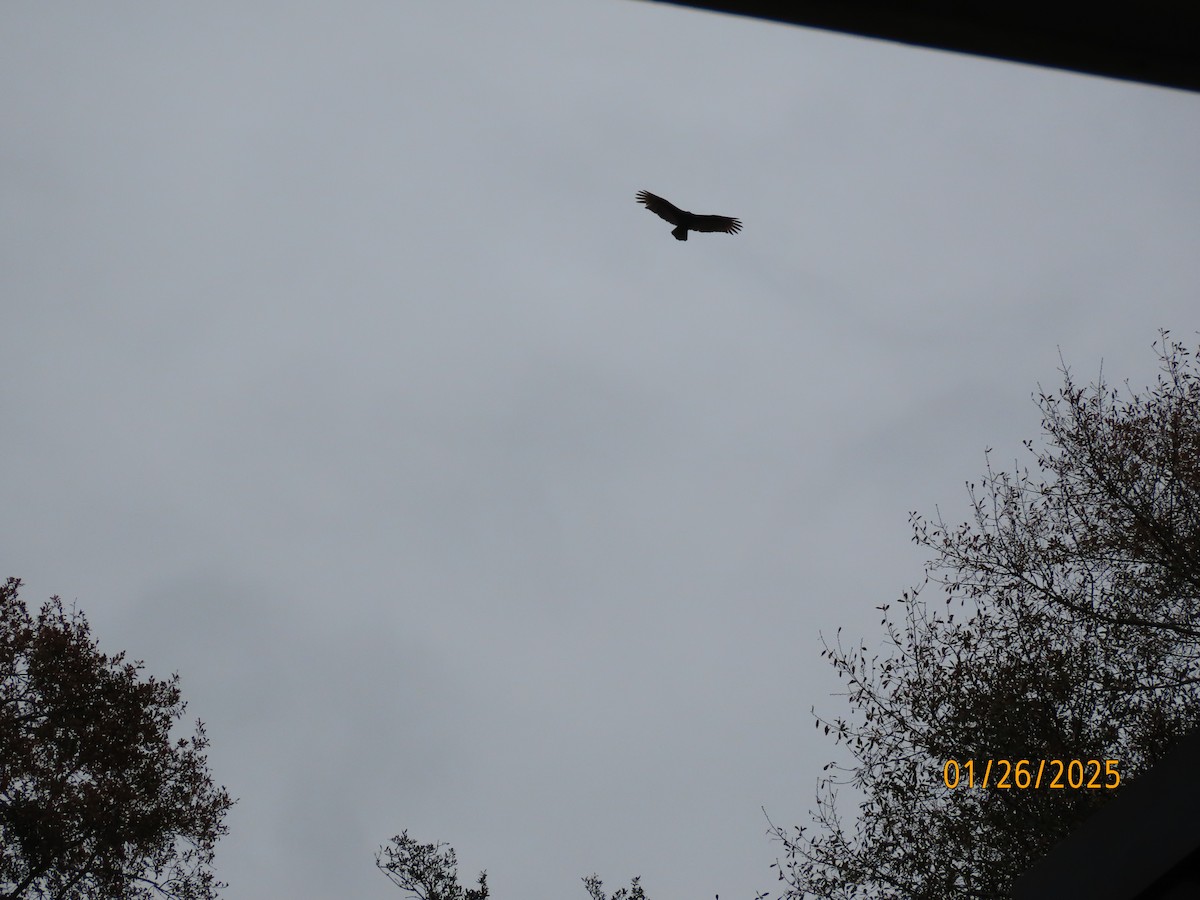 Black Vulture - ML629724174