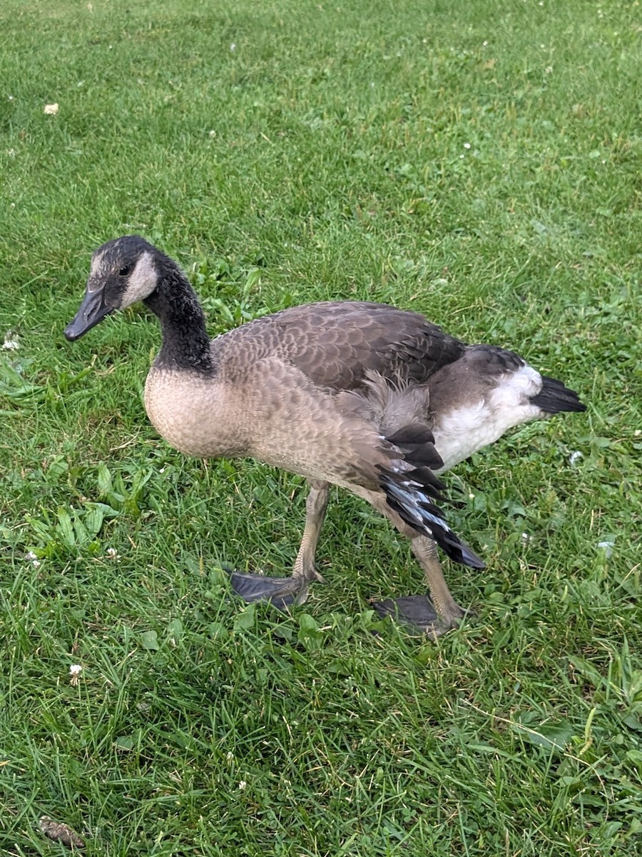 Canada Goose - ML629724358