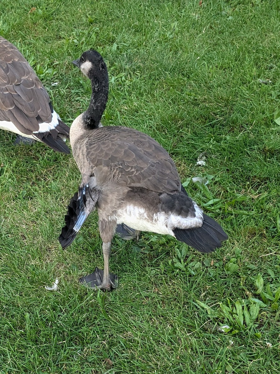 Canada Goose - ML629724359
