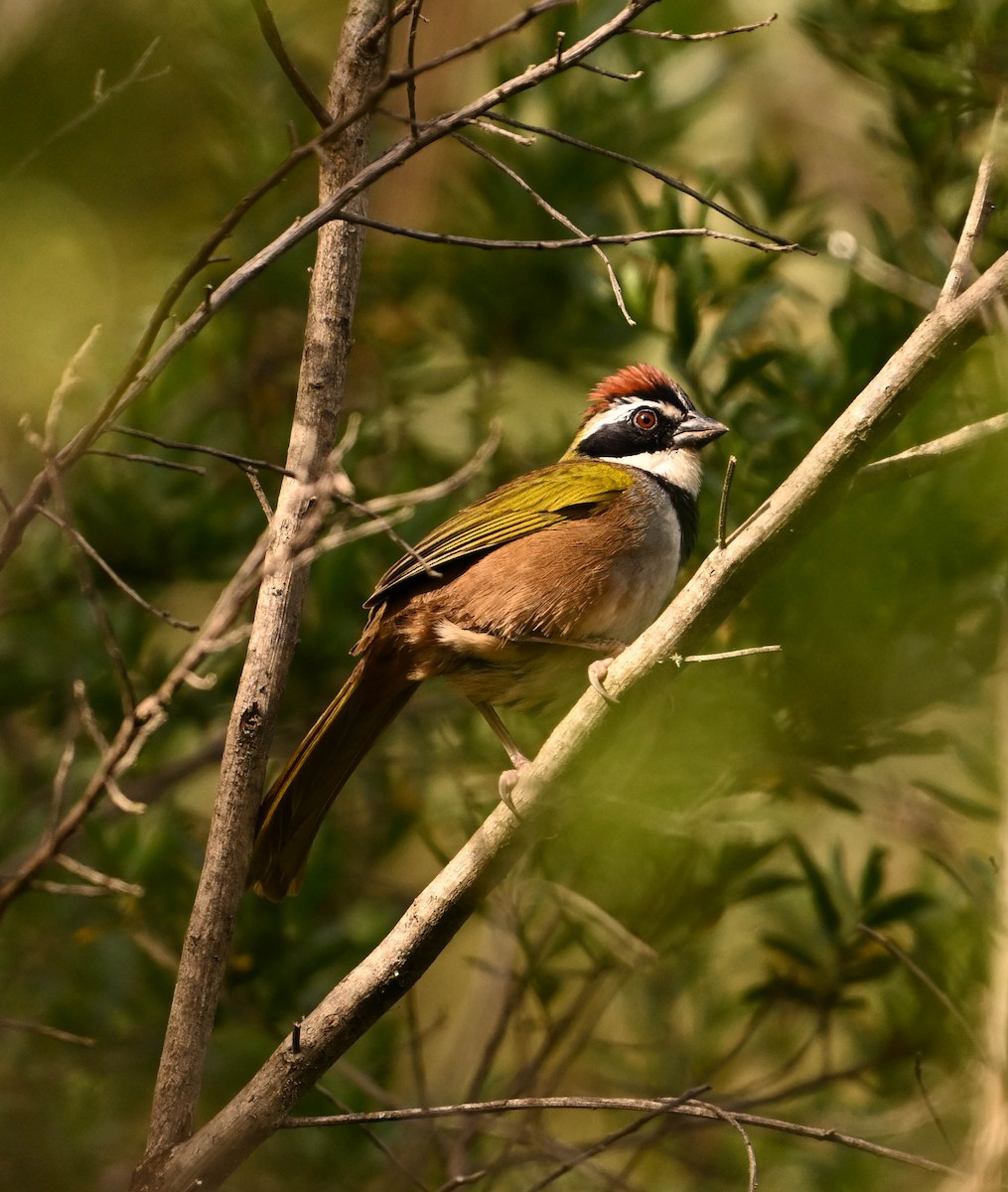 Collared Towhee - ML629724557