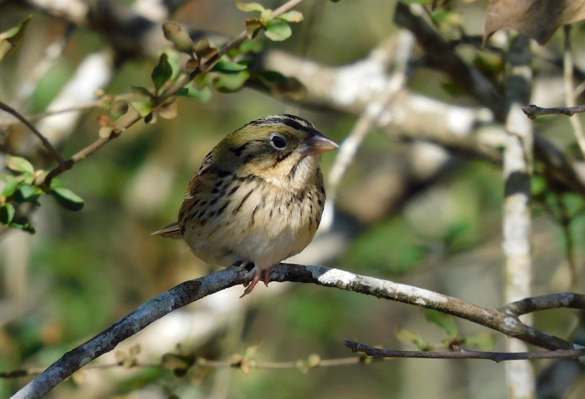 Henslow's Sparrow - ML629724670