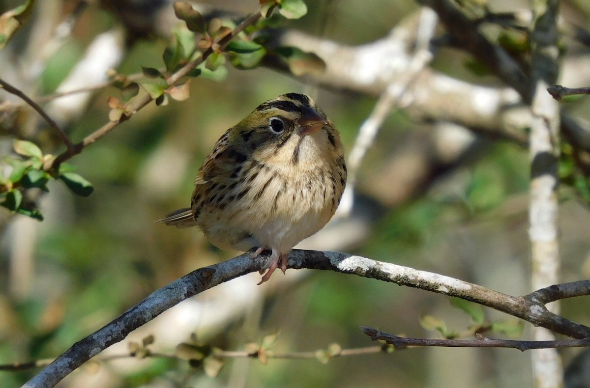 Henslow's Sparrow - ML629724671