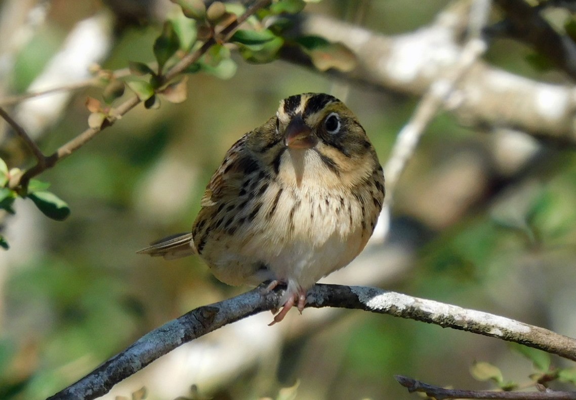 Henslow's Sparrow - ML629724672