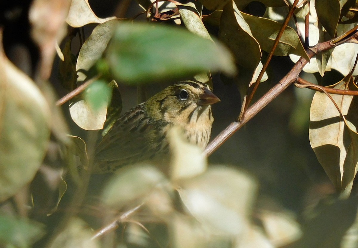 Henslow's Sparrow - ML629724673