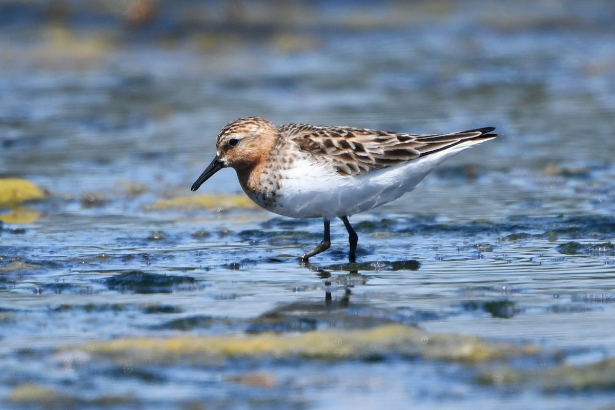 Red-necked Stint - Ryan Merrill