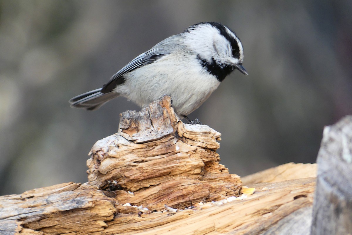Mountain Chickadee - ML629724907