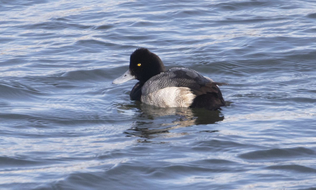 Lesser Scaup - ML629725143
