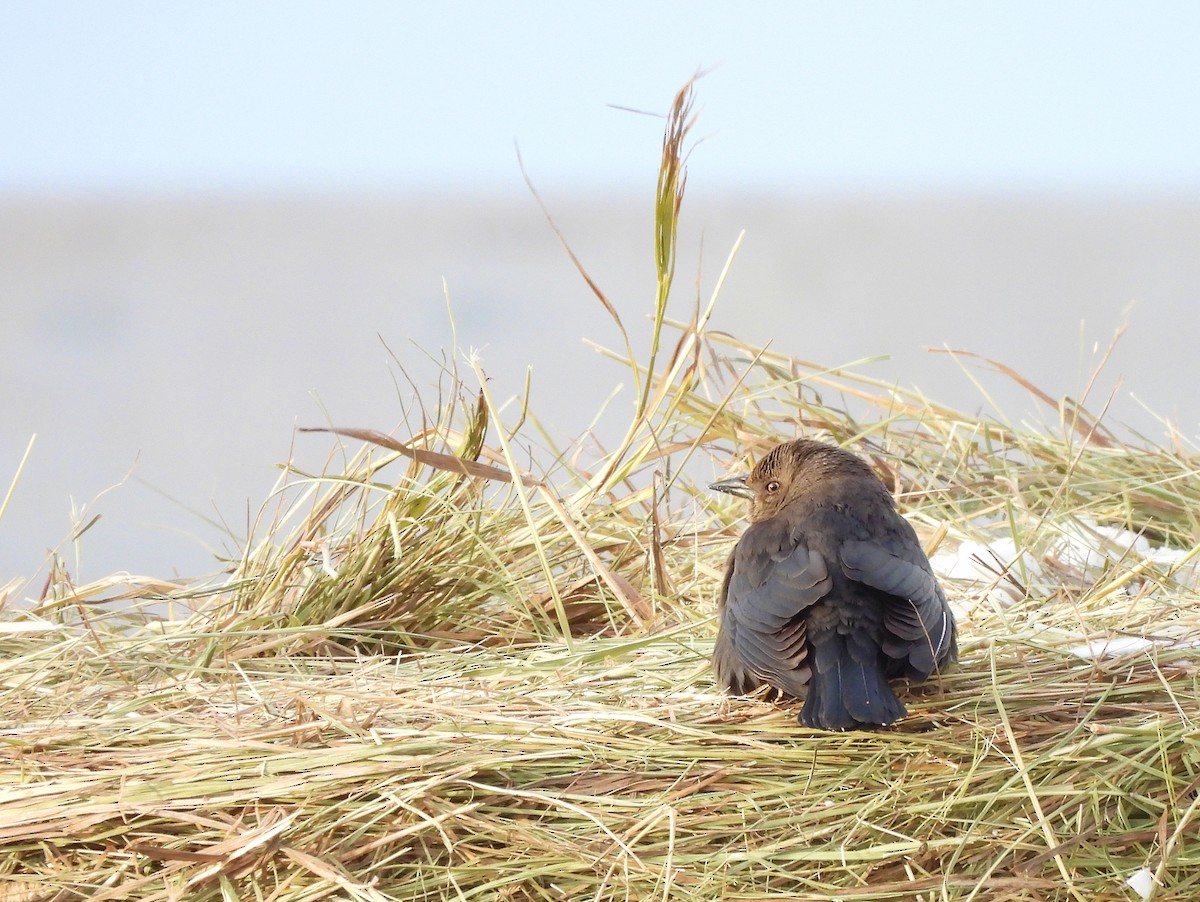 Brewer's Blackbird - ML629725218