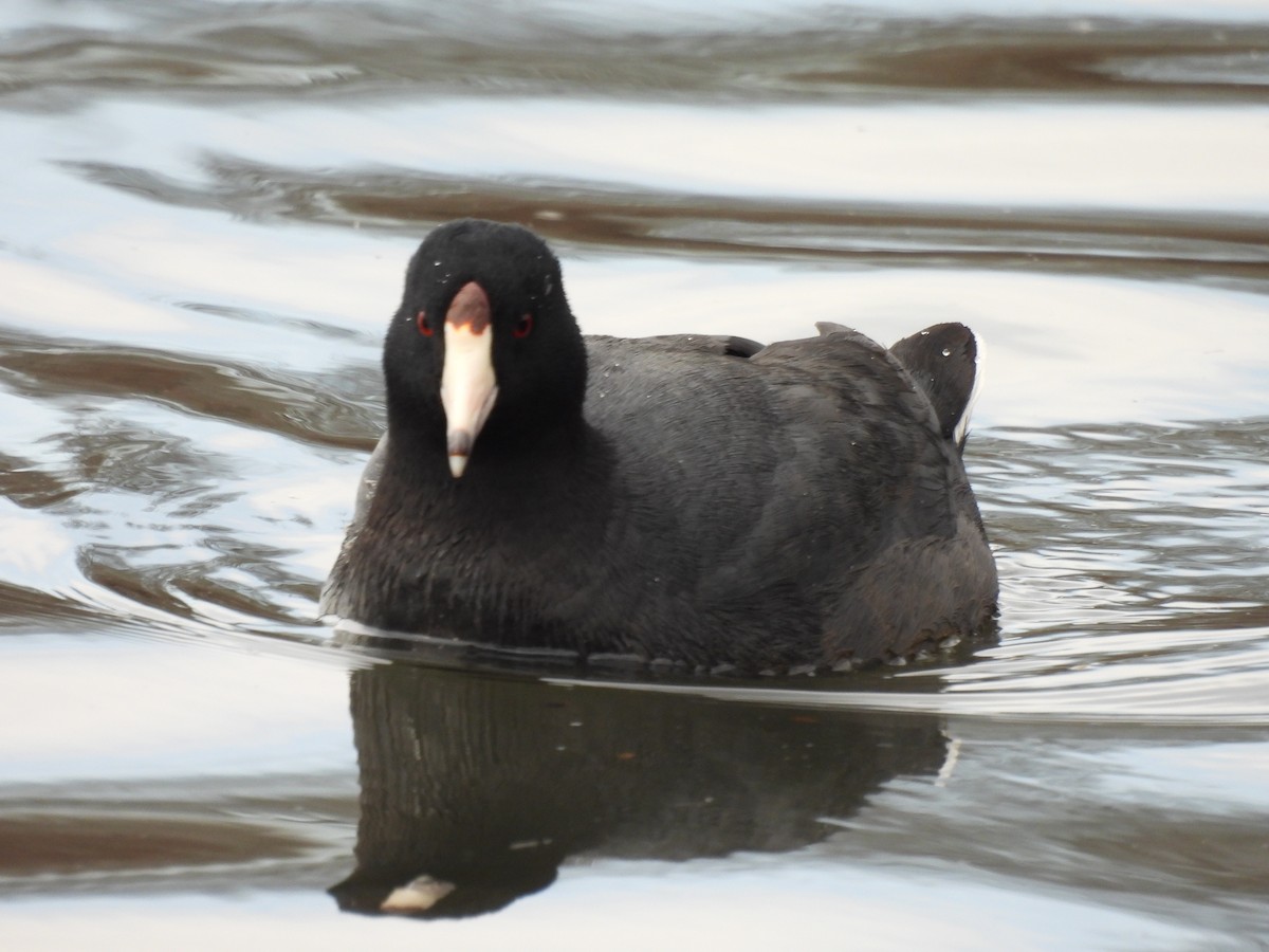 American Coot - ML629725273