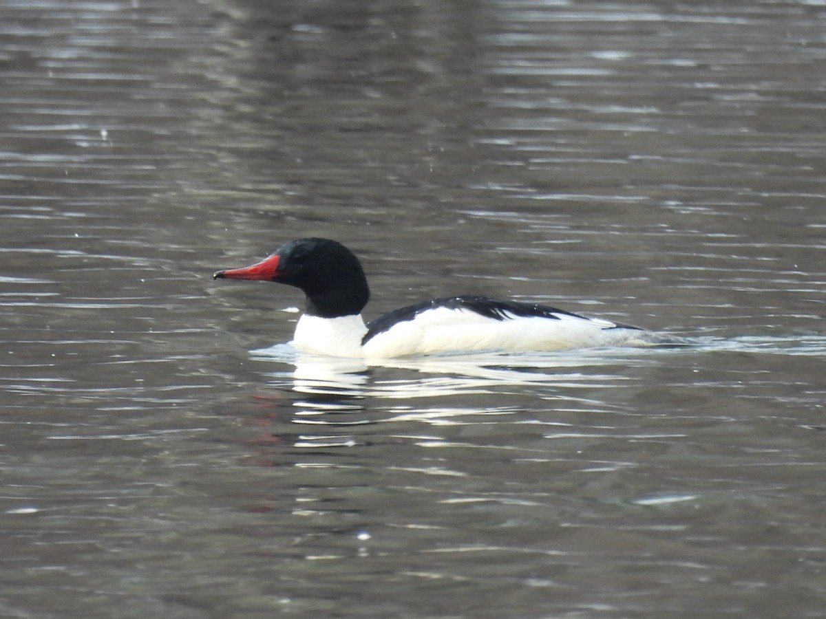 Common Merganser - ML629725309