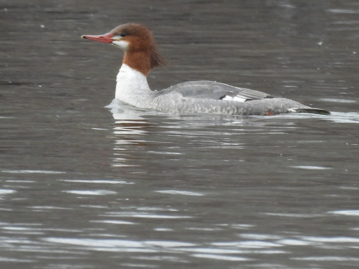 Common Merganser - ML629725316