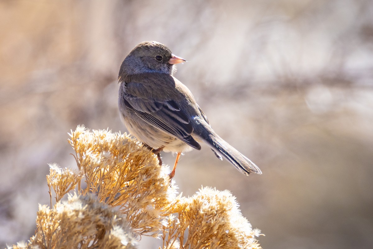 Dark-eyed Junco - ML629725332