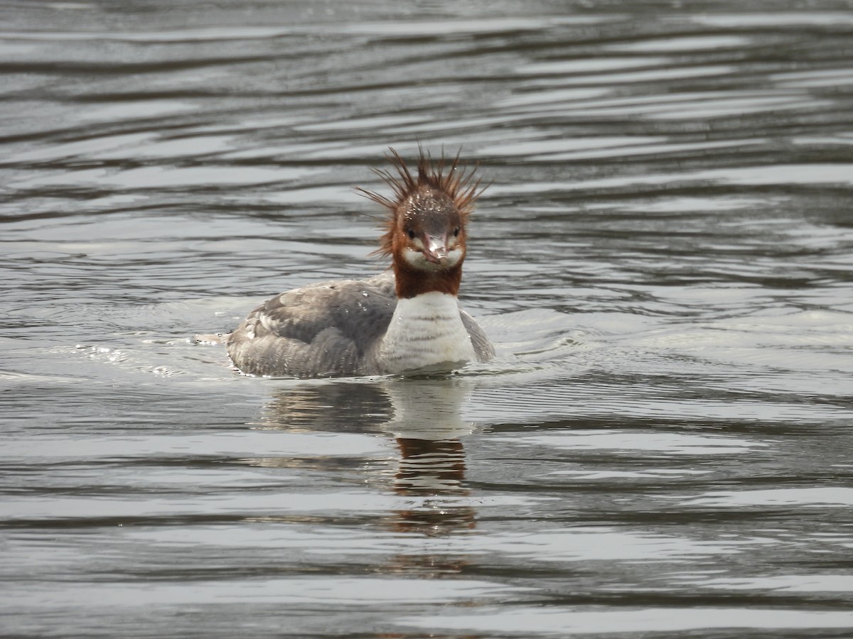 Common Merganser - ML629725356