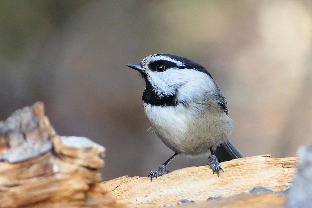 Mountain Chickadee - ML629725361