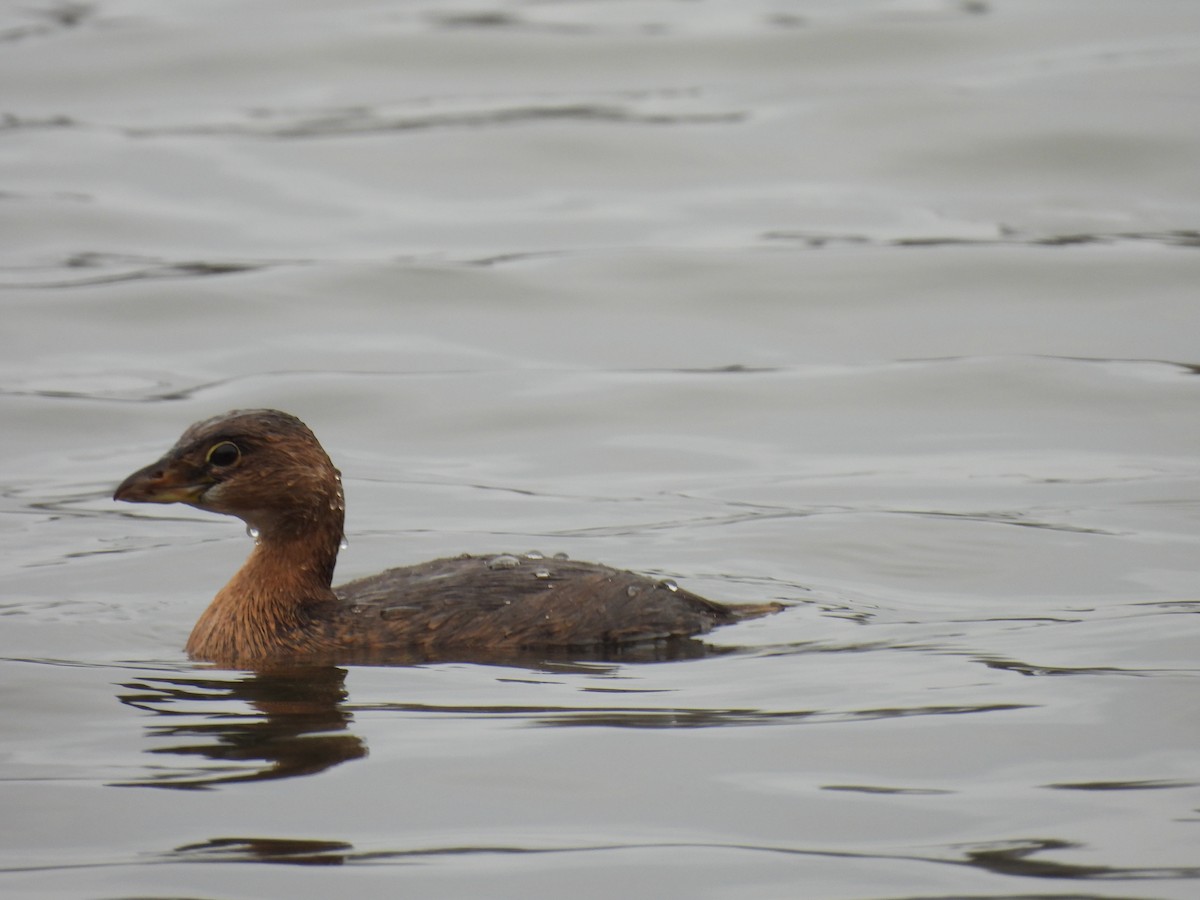 Pied-billed Grebe - ML629725369