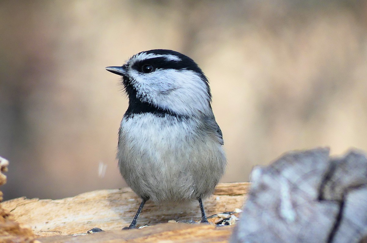 Mountain Chickadee - ML629725376