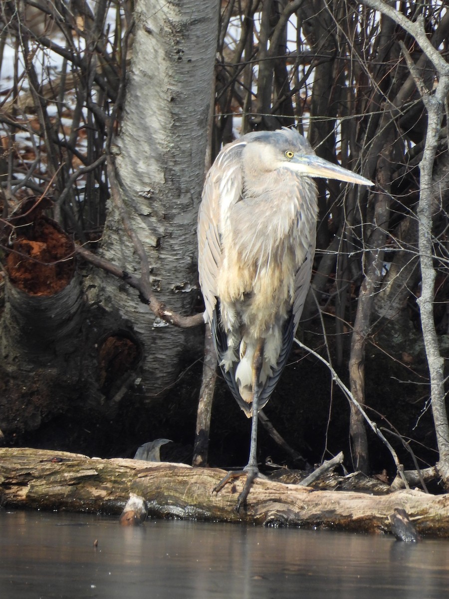 Great Blue Heron - ML629725380