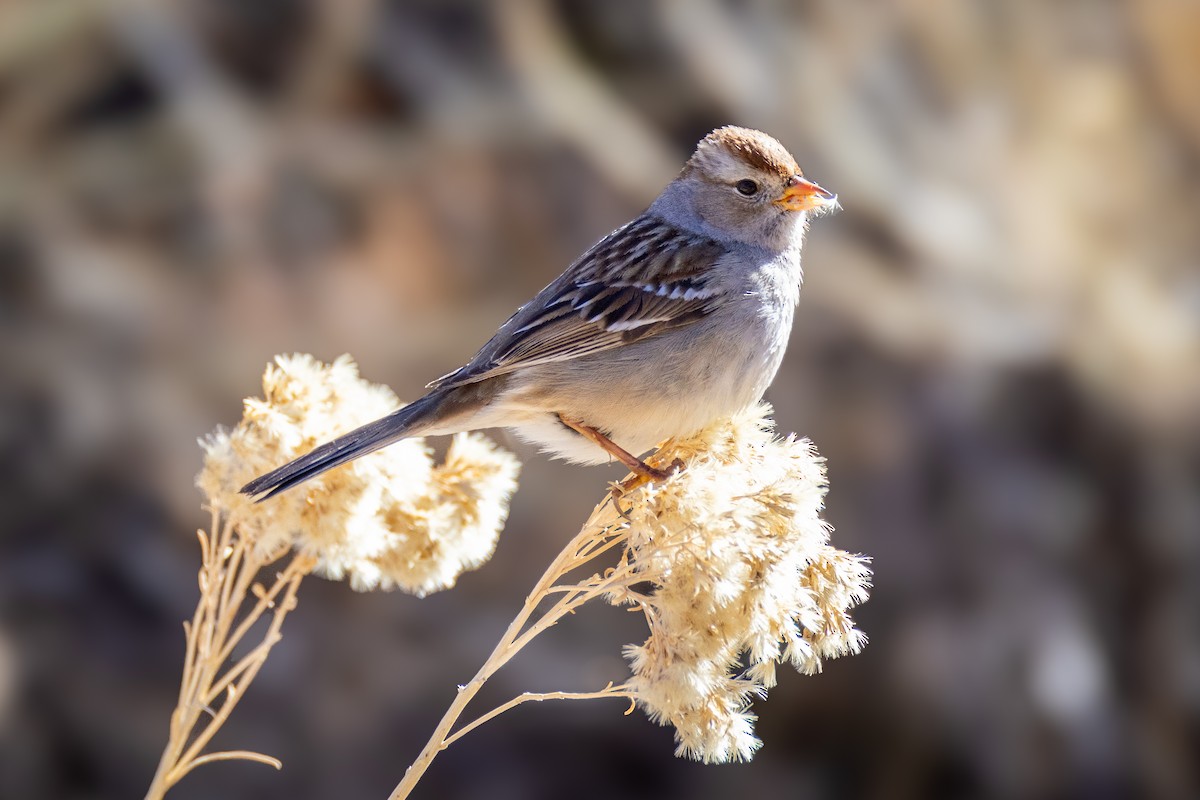 White-crowned Sparrow - ML629725381