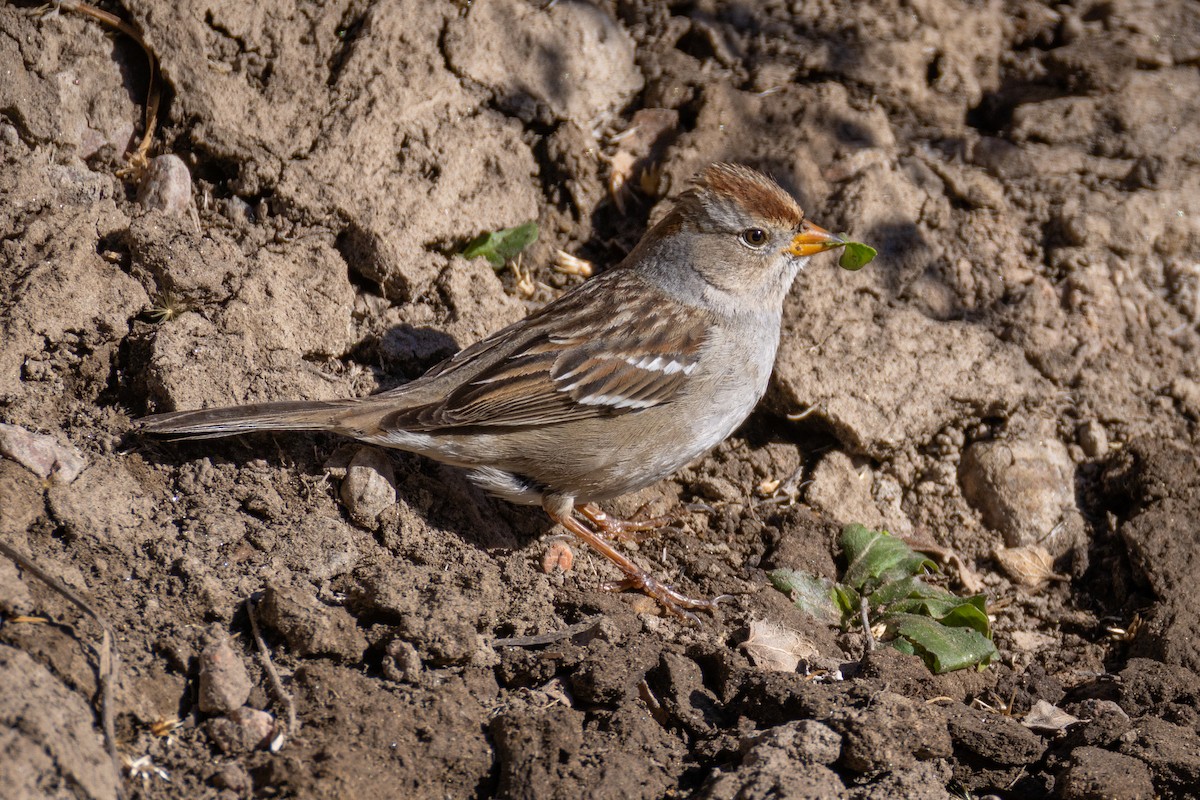 White-crowned Sparrow - ML629725383